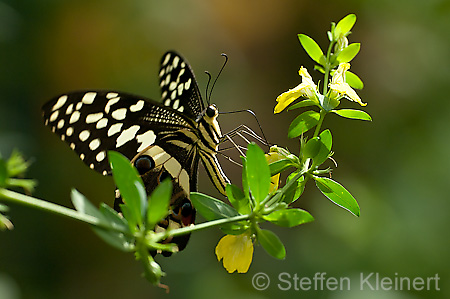 089 Afrikanischer Schwalbenschwanz - Papilio demedocus